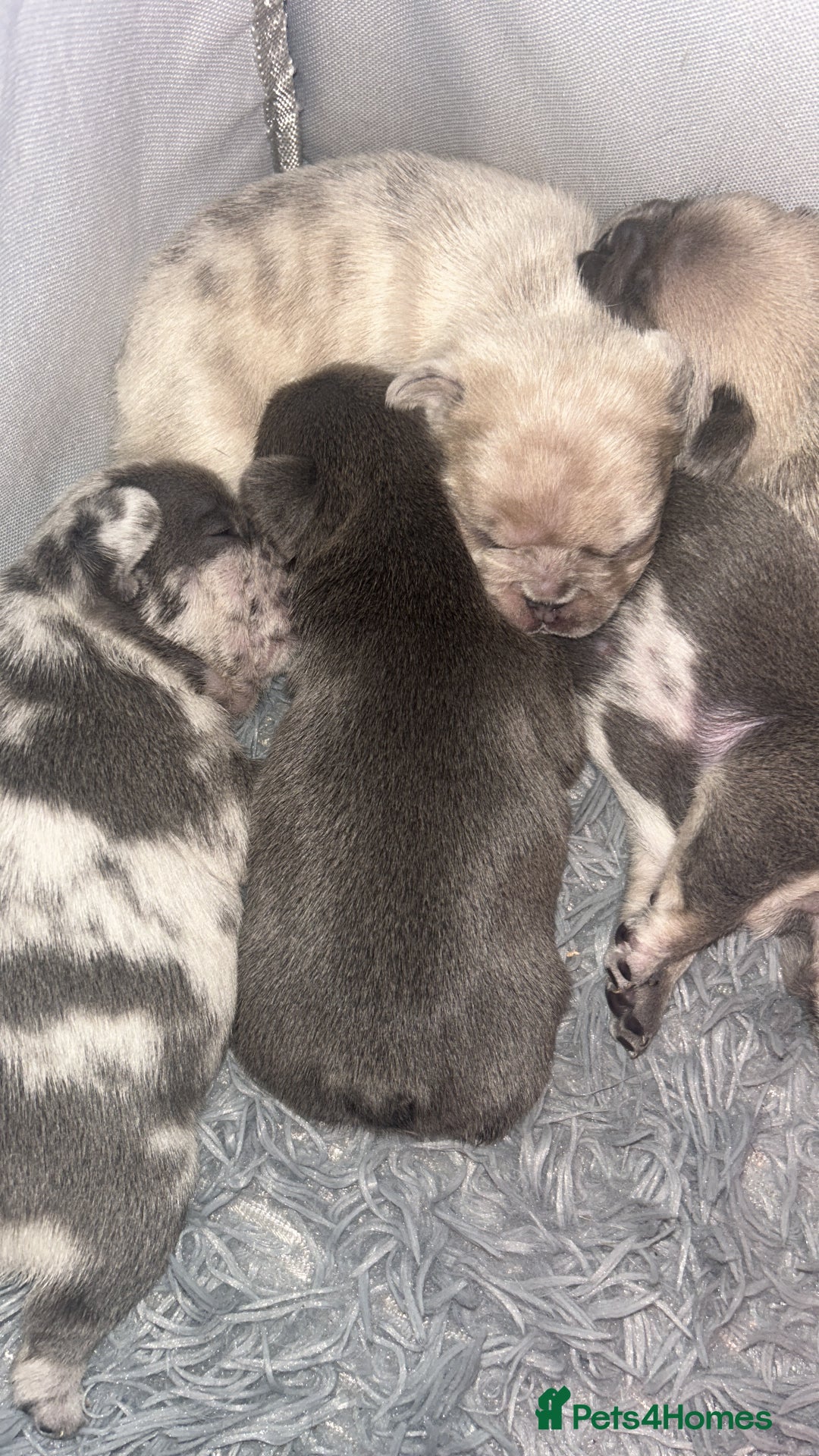 French Bulldog dogs for sale: French bulldogs pedigree - Advert 5