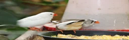 Finches birds for sale: Various Zebra Finch Variants  - Advert 2