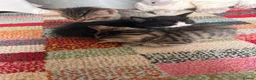 Mixed Breed cats for sale: Mixed Breed Kittens for sale - Advert 10