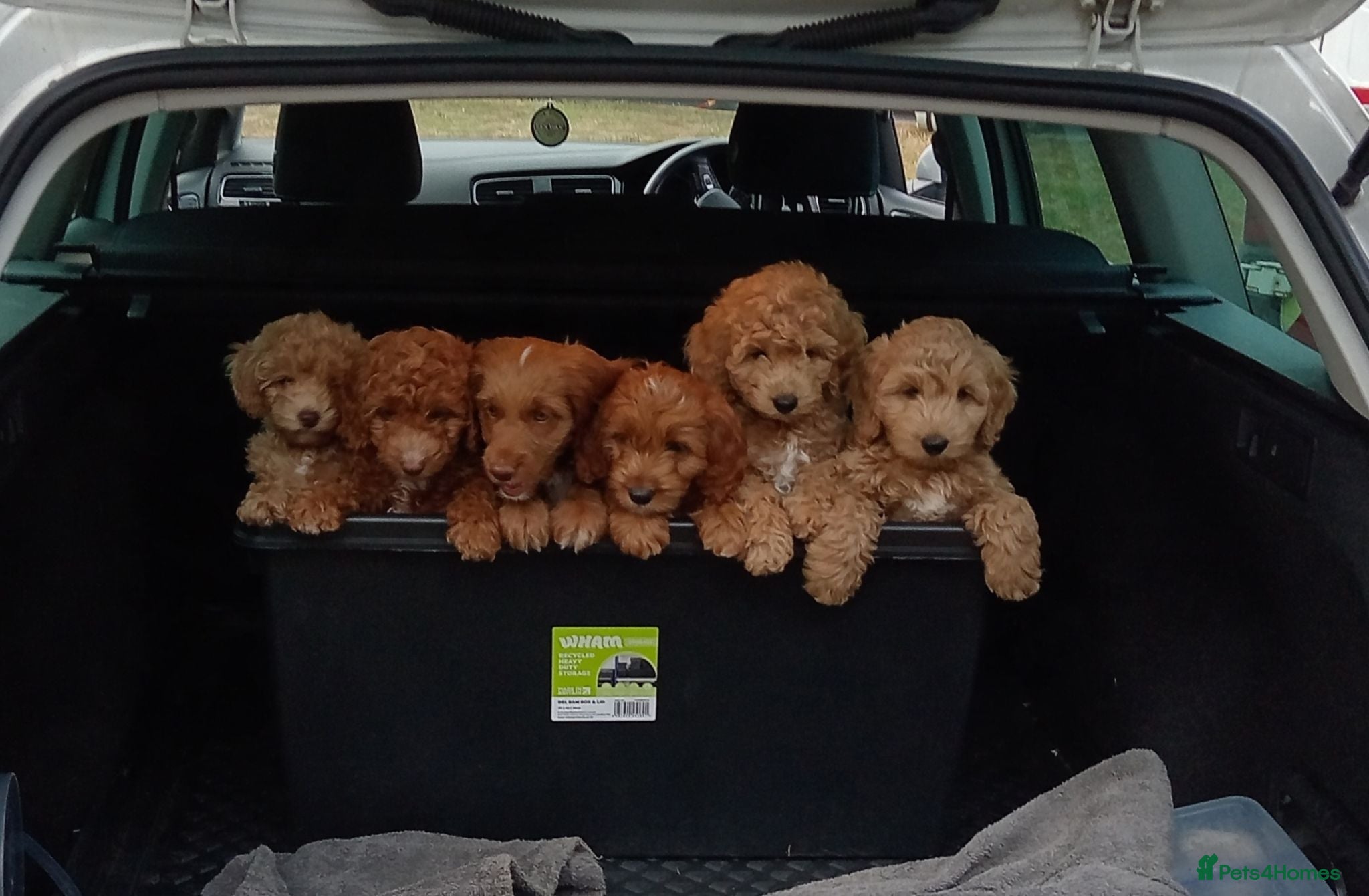 Cockapoo dogs Naturally reared f1b cockapoo puppies - Advert 2