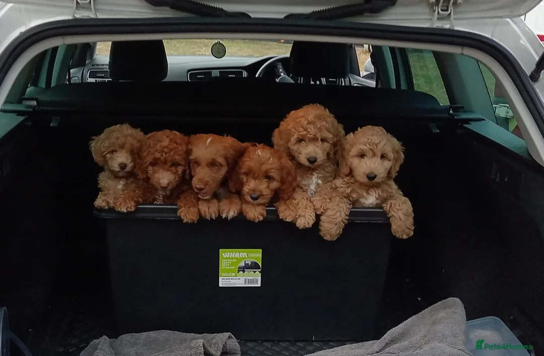 Cockapoo dogs for sale: Naturally reared f1b cockapoo puppies in Coleford - Advert 2