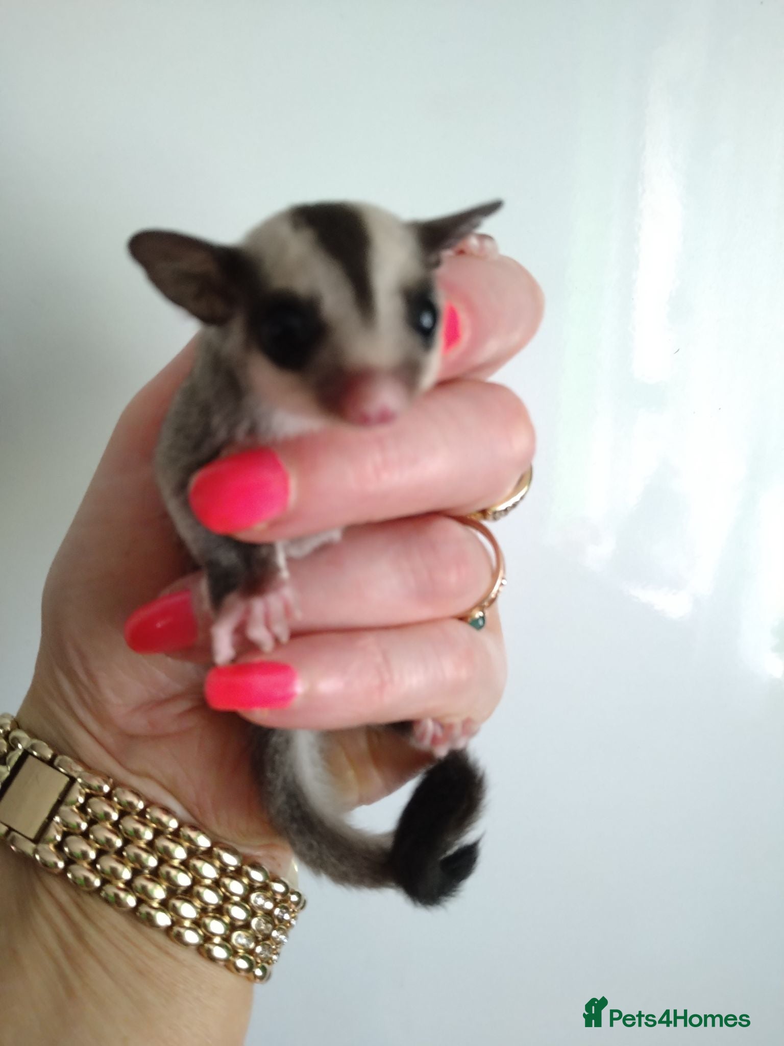 Sugar Glider rodents Stunning sugar gliders  - Advert 23