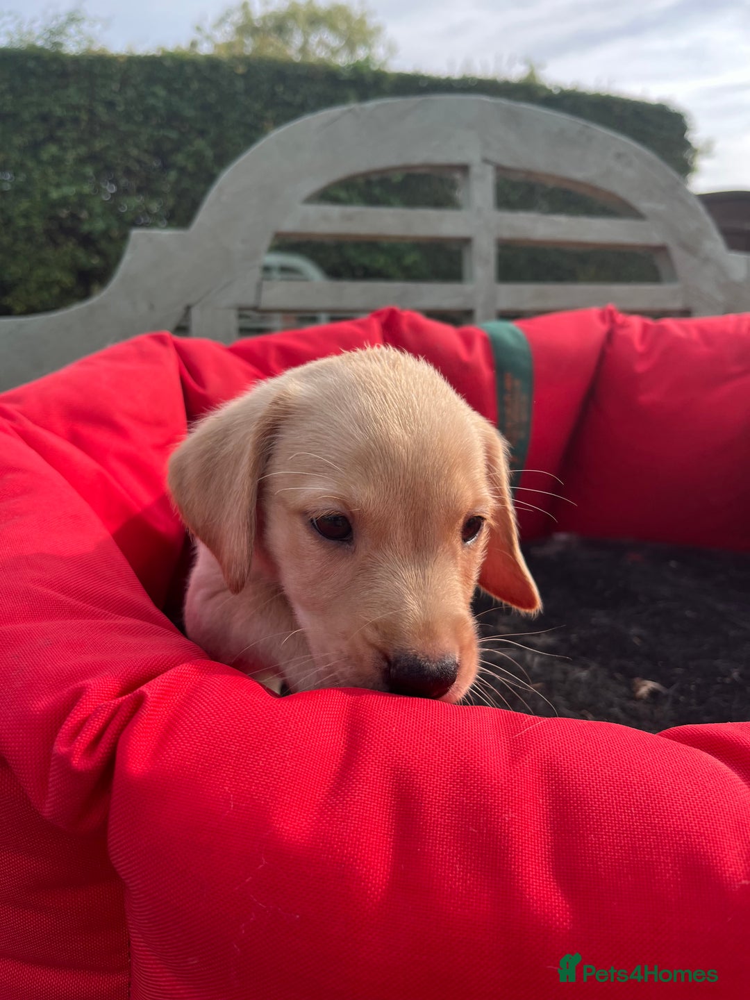 Labrador Retriever dogs for sale: Delightful Yellow Labradors Puppies - Image 1