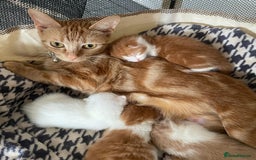 Mixed Breed cats for sale: Sweet Little Kittens Ready Soon - Advert 1