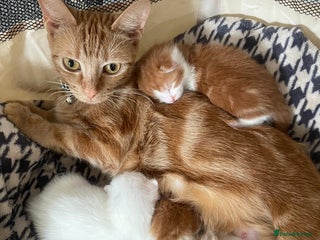 Mixed Breed cats Sweet Little Kittens Ready Soon - Advert 6