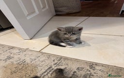 British Shorthair cats for sale: Beautiful cats  - Image 4