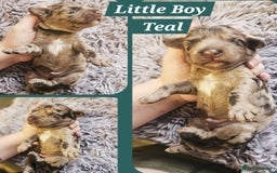 Cockapoo dogs for sale: Multigen Merle & Chocolate Cockapoo Puppies - Image 9