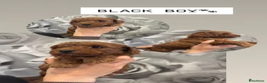 Black collar 