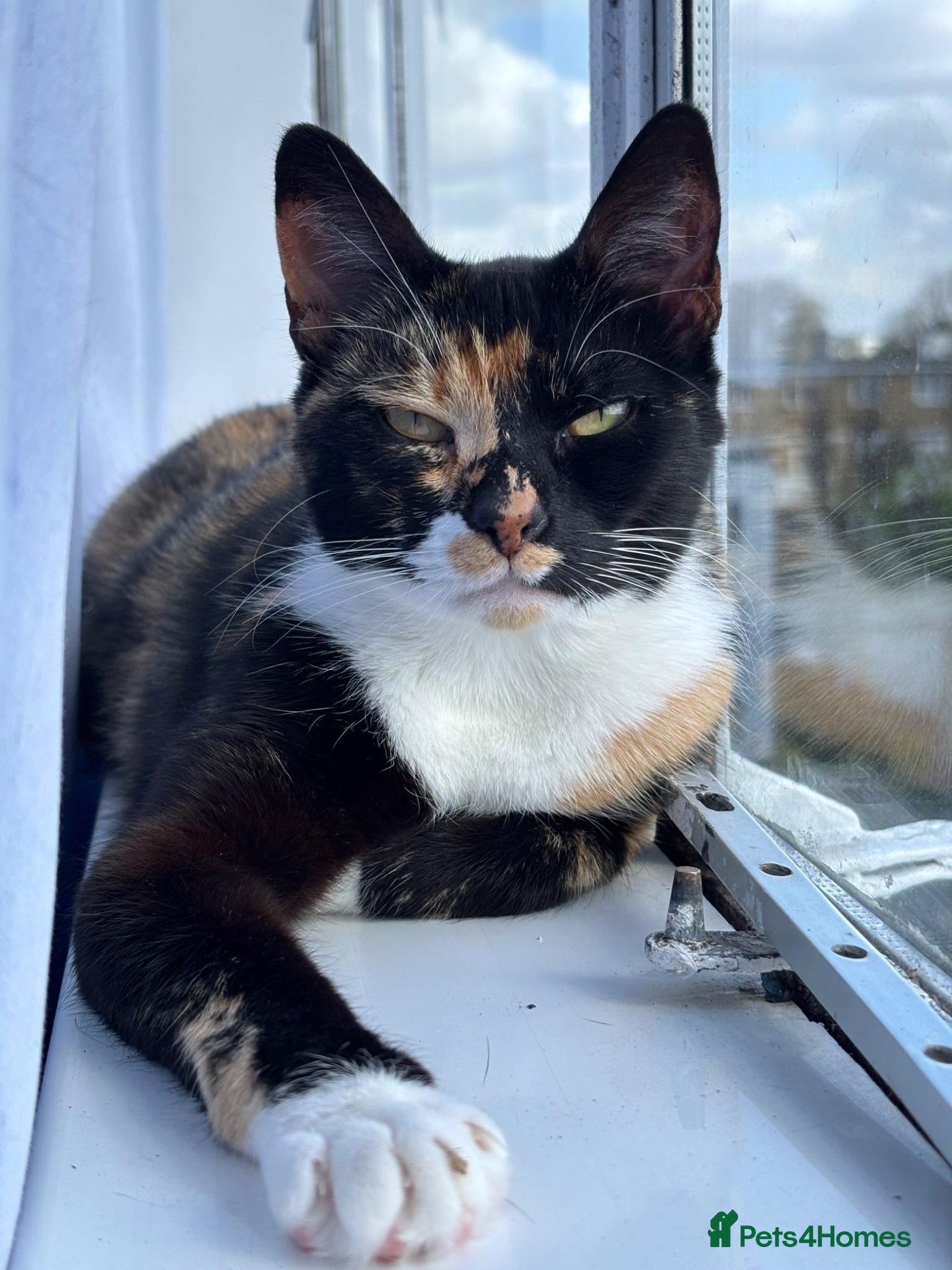 Domestic Shorthair cats Candy - Advert 18