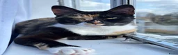 Domestic Shorthair cats for sale: Candy - Advert 1
