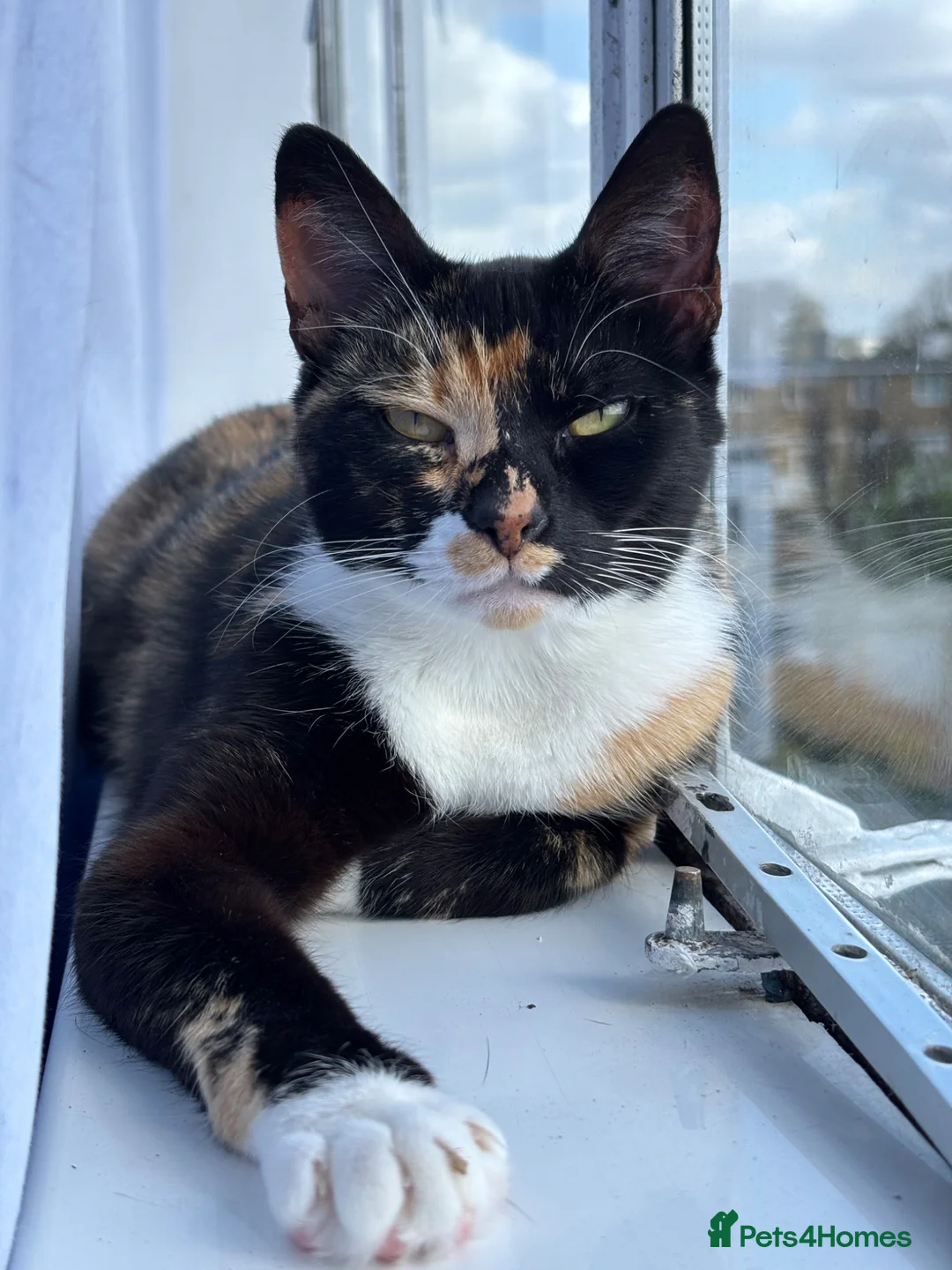 Domestic Shorthair cats for sale: Candy - Advert 1