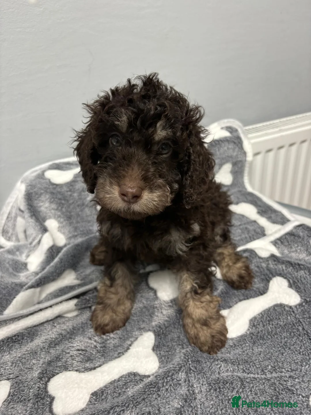 Cockapoo dogs for sale: 6 beautiful Cockapoo puppies  - Advert 4