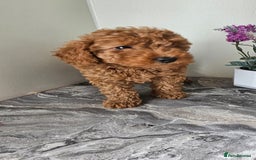 Toy Poodle dogs for sale: Beautiful Red Toy Poodle Puppies - Image 31