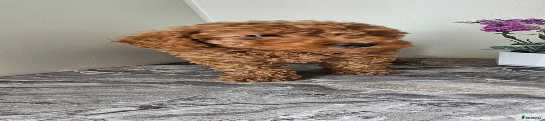 Toy Poodle Puppy 5