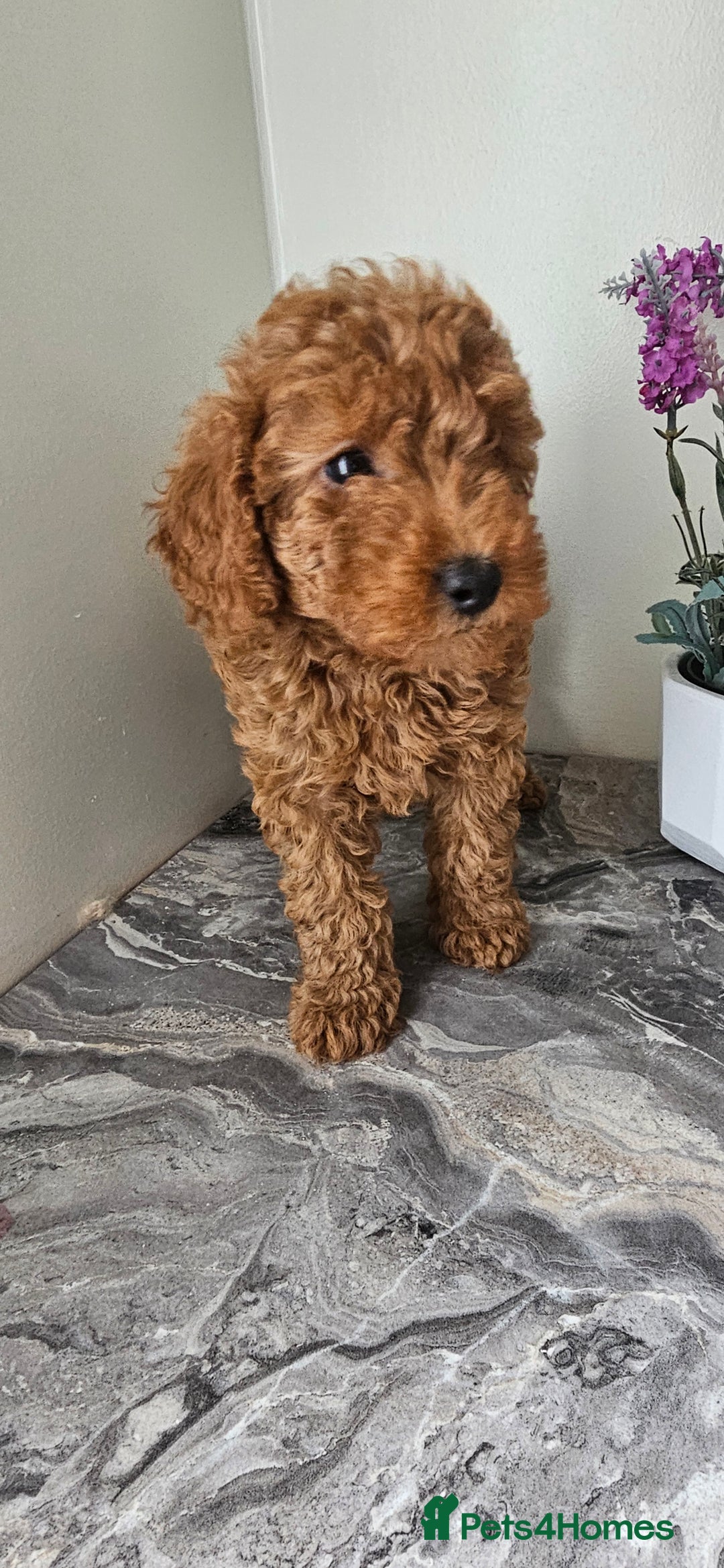 Toy Poodle dogs for sale: Beautiful Red Toy Poodle Puppies - Image 31