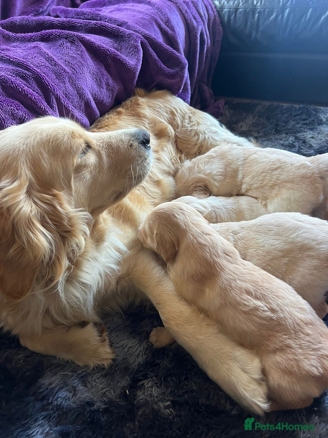 Golden Retriever dogs for sale: Gorgeous chunky golden retriever puppies - Image 10