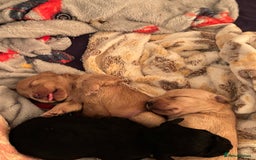 Mixed Breed dogs for sale: Lovely Cockapoo x miniature Labradoodle puppies!  - Advert 10