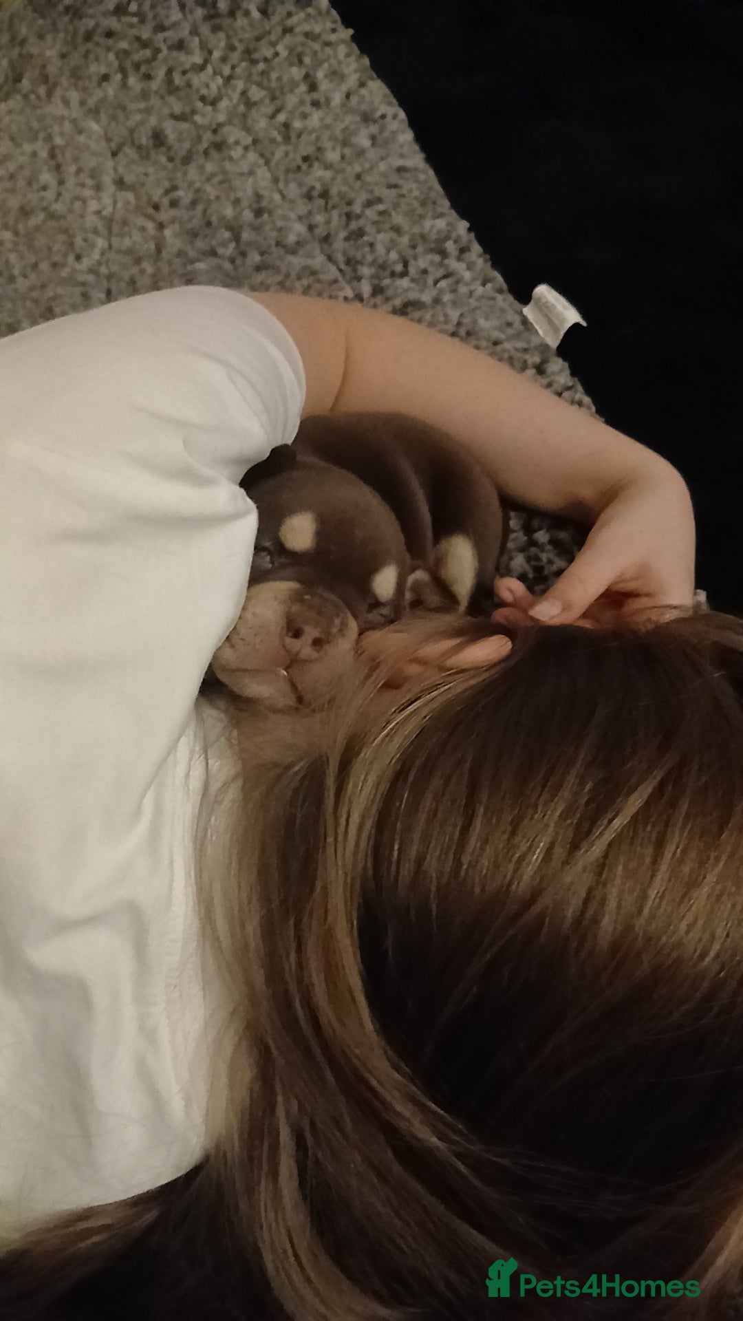 American Bully dogs for sale: ABKC best bloodline Ready to go Pocket Bully  - Advert 6