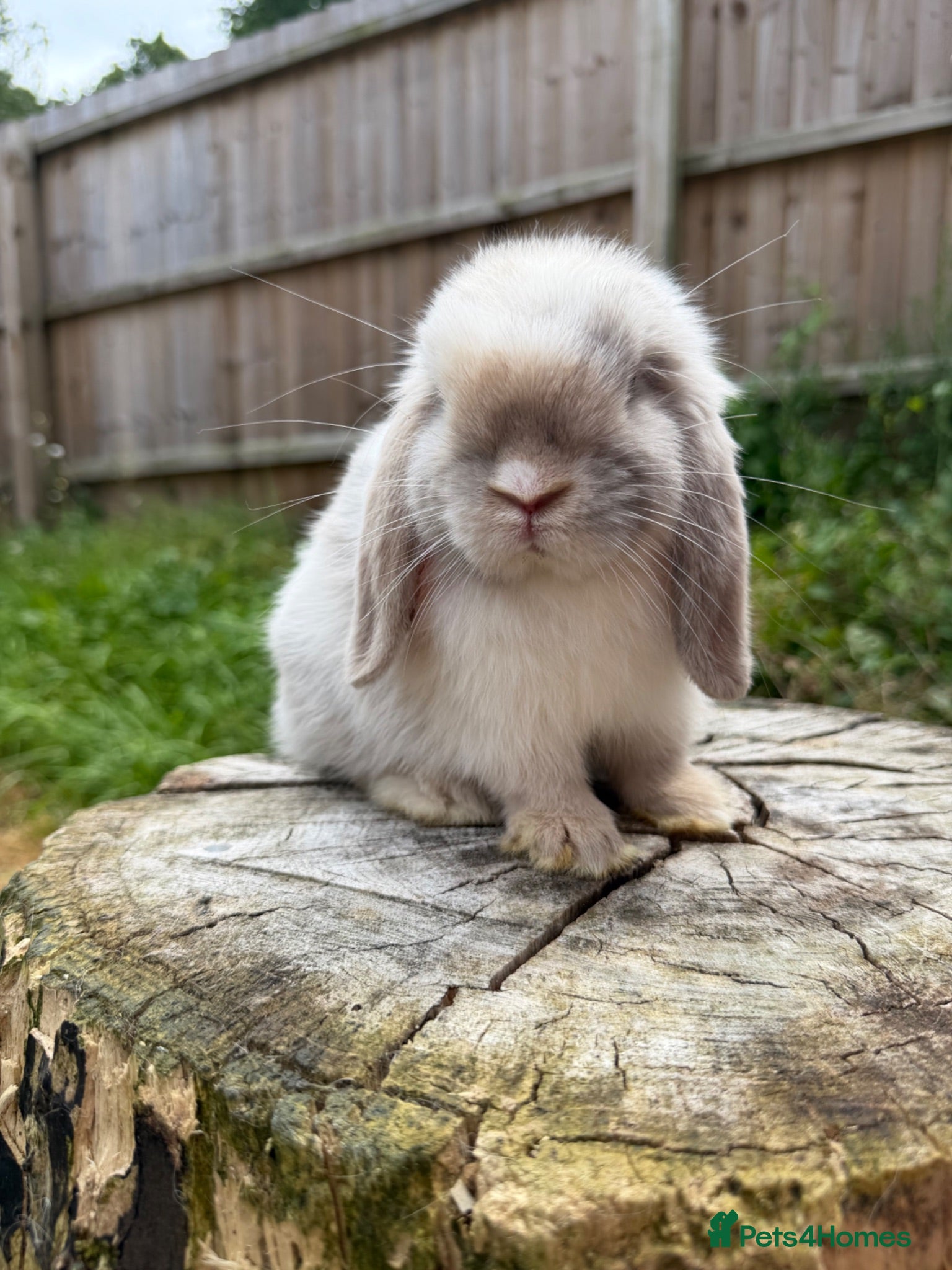 Mini Lop rabbits Mini lops available  - Advert 1