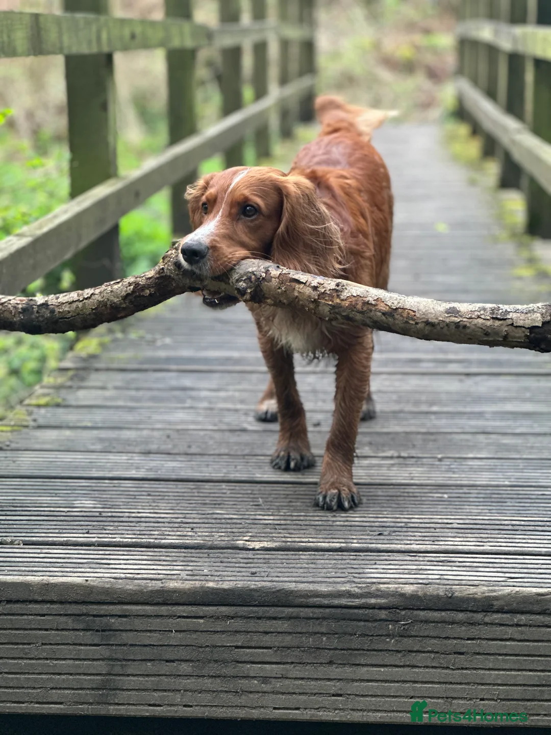 Cocker Spaniel dogs for stud: K.C Deep Red Working Cocker Proven Stud in Cramlington - Advert 7