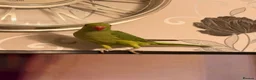 Parrots birds for sale: Ringnecked parrot - Advert 4