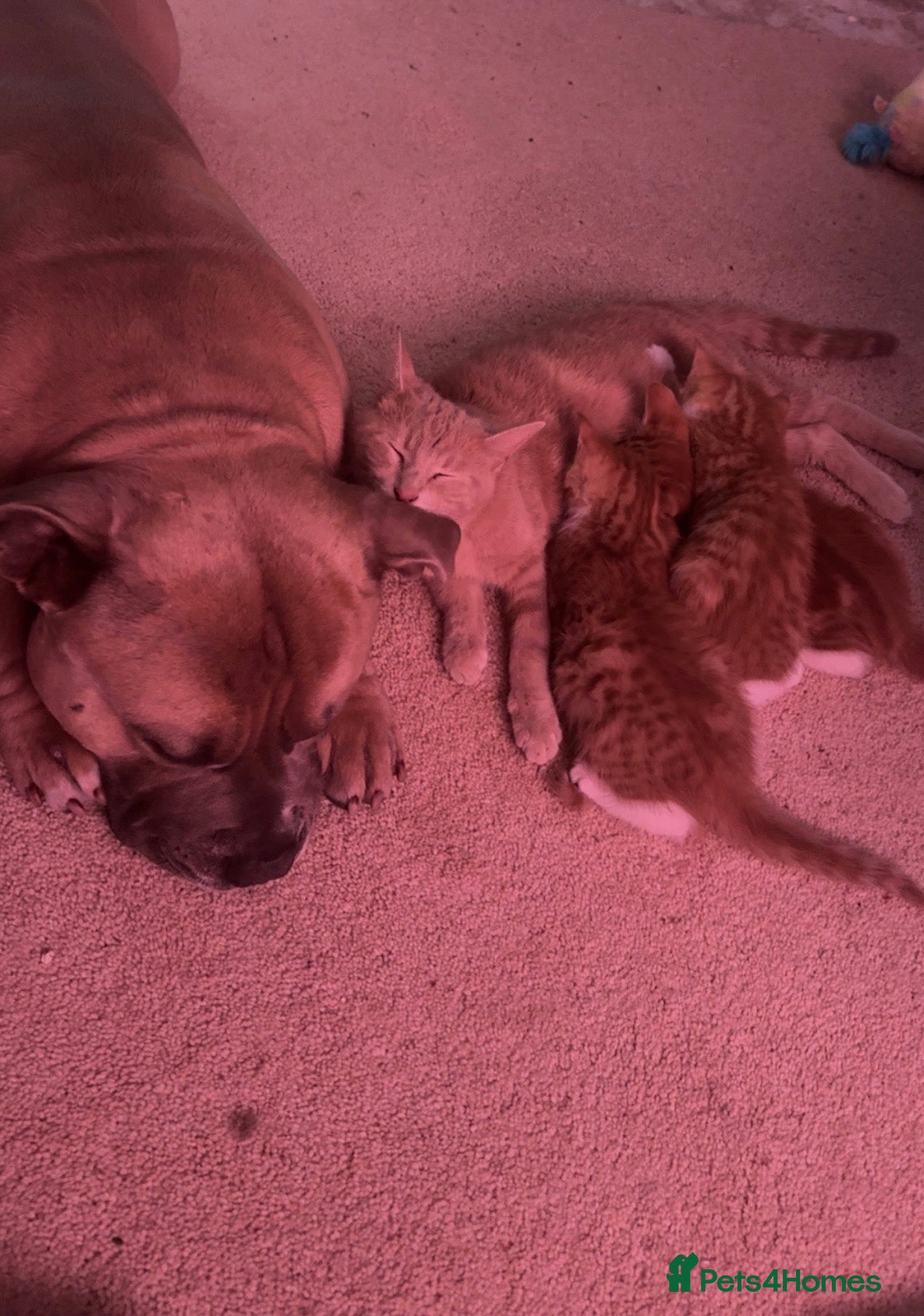 Mixed Breed cats 2 ginger kittens  - Advert 1