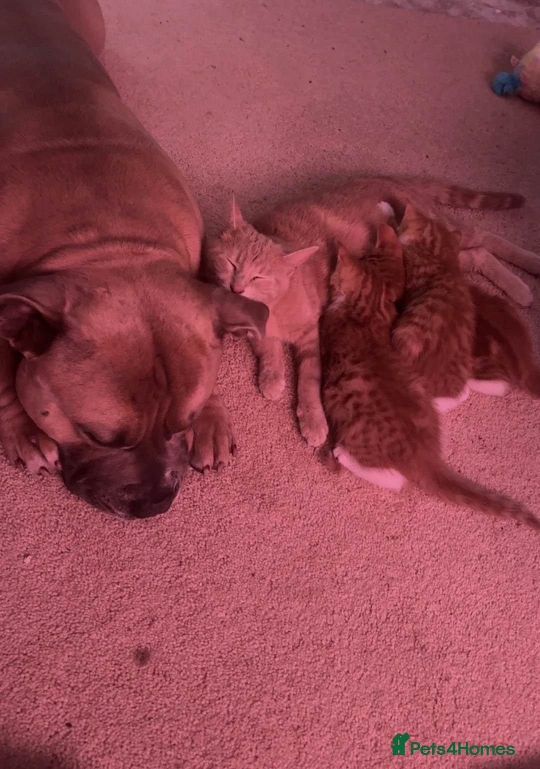 Mixed Breed cats for sale: 2 ginger kittens  in Trowbridge - Advert 1