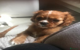 Cavalier King Charles Spaniel dogs for sale: Puppies for sale  - Image 2