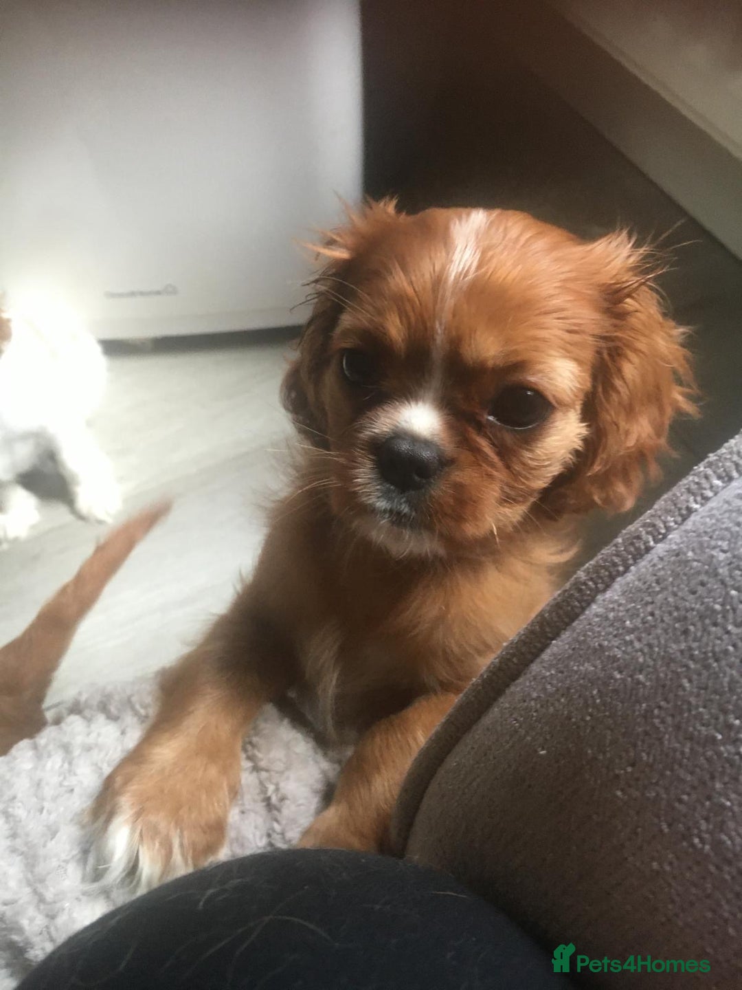 Cavalier King Charles Spaniel dogs for sale: Puppies for sale  - Image 2