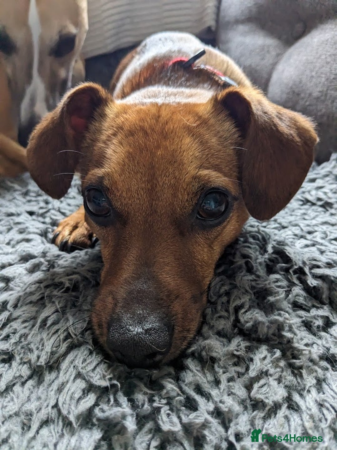 Mixed Breed dogs for adoption: Ringo – 6 years old, Male, Mixed Breed  - Advert 3