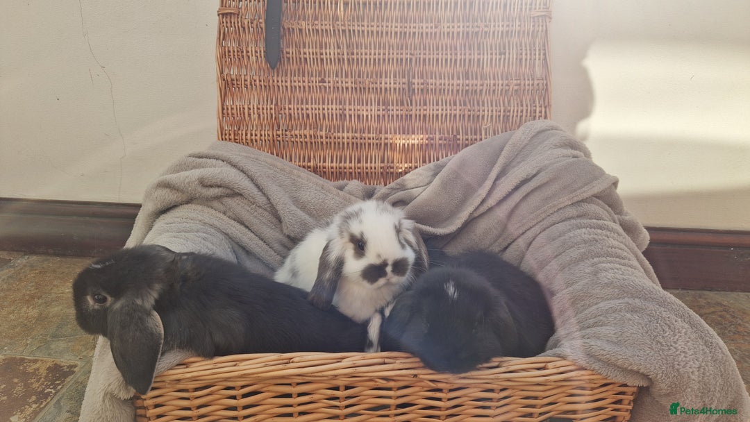 Mini Lop rabbits for sale: 4 x mini lop babies for sale - Advert 3