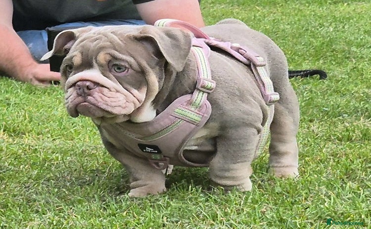 English Bulldog dogs - Advert 2