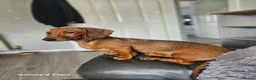 Dachshund dogs for sale: Beautiful standard dachshund  - Advert 15