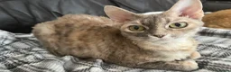Devon Rex cats for sale: Blue Cream Tortie Devon Rex Female  - Advert 5