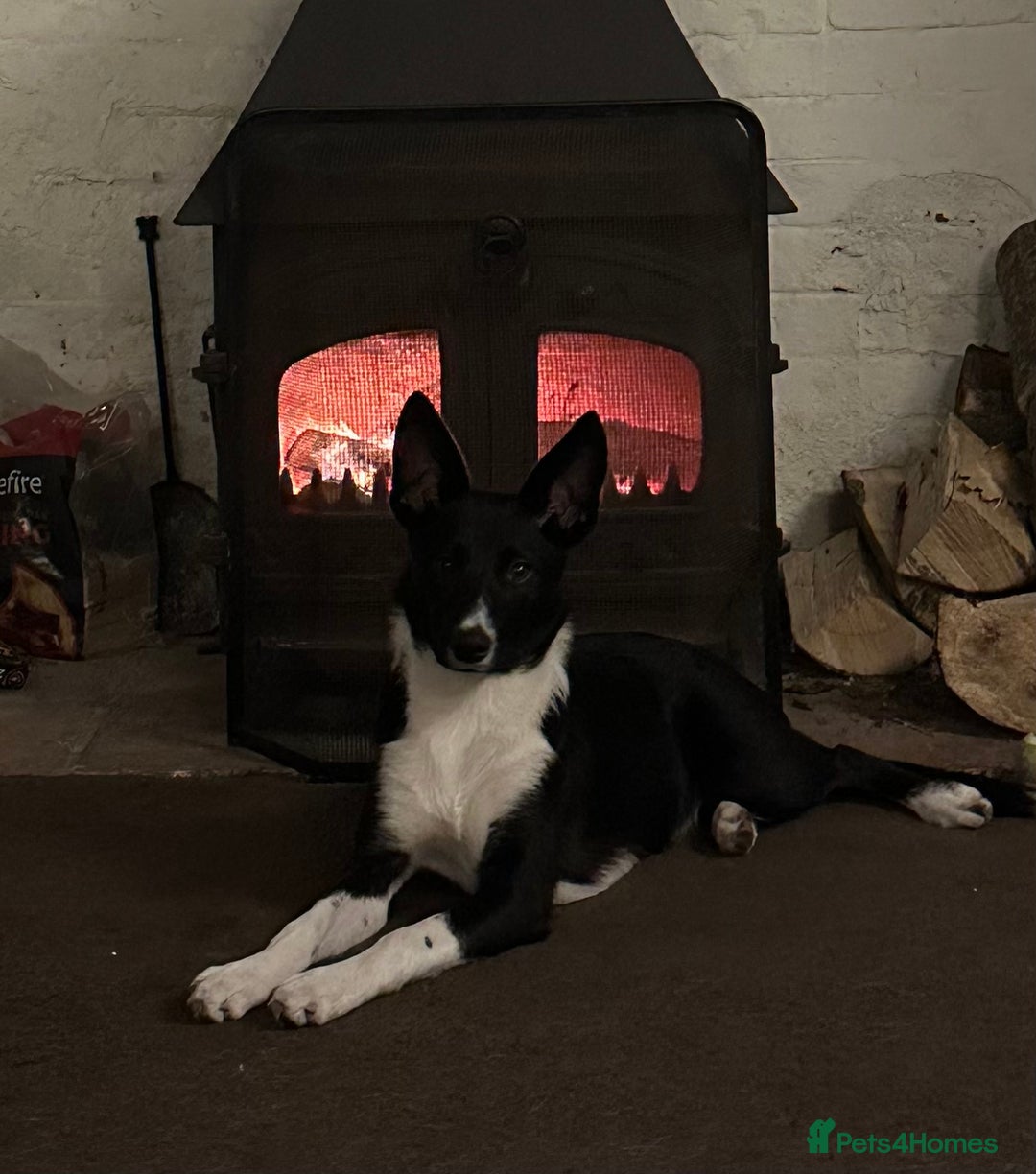 Mixed Breed dogs for sale: Poppy - Advert 2