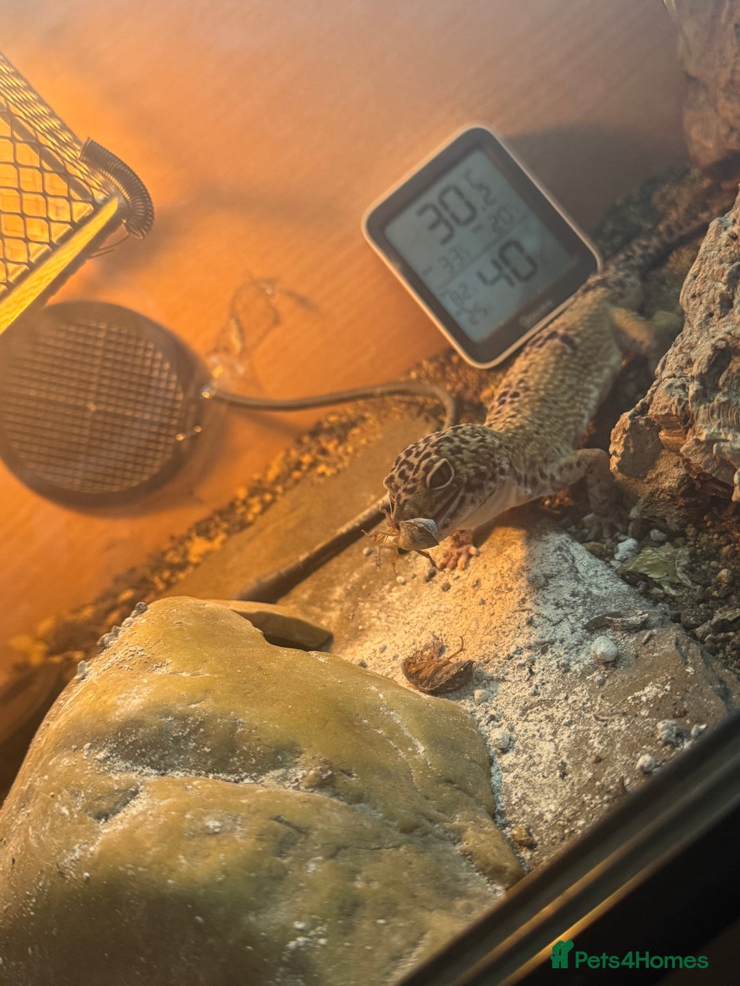 Leopard Gecko reptiles for sale: Pebbles - male leopard gecko - Advert 2