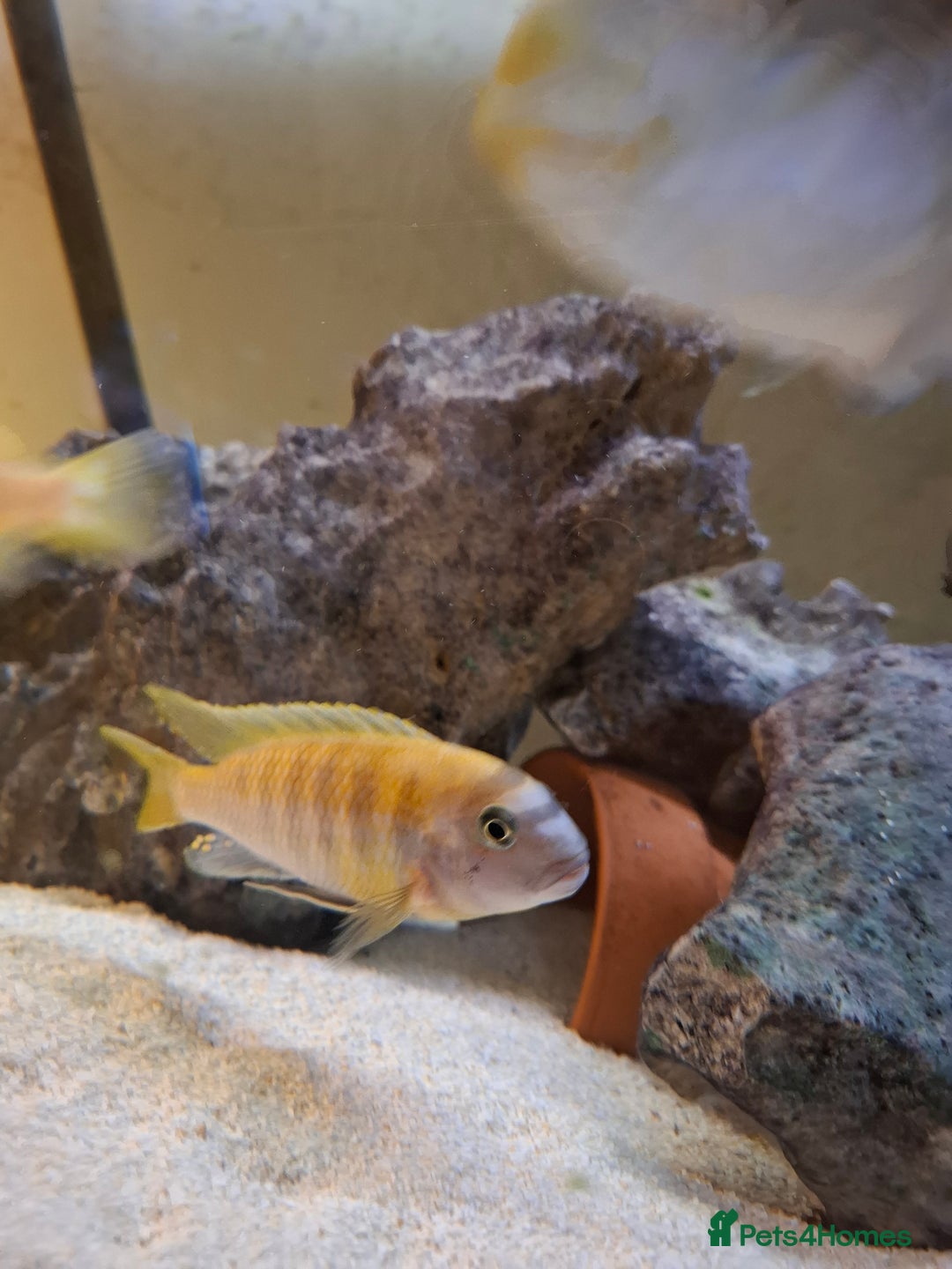 Cichlids fish for sale: Tropical fish  - Advert 7