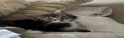 Maine Coon cats for sale: UPDATED - MAINE COON KITTENS. SOME POLYDACTYL  - Advert 16