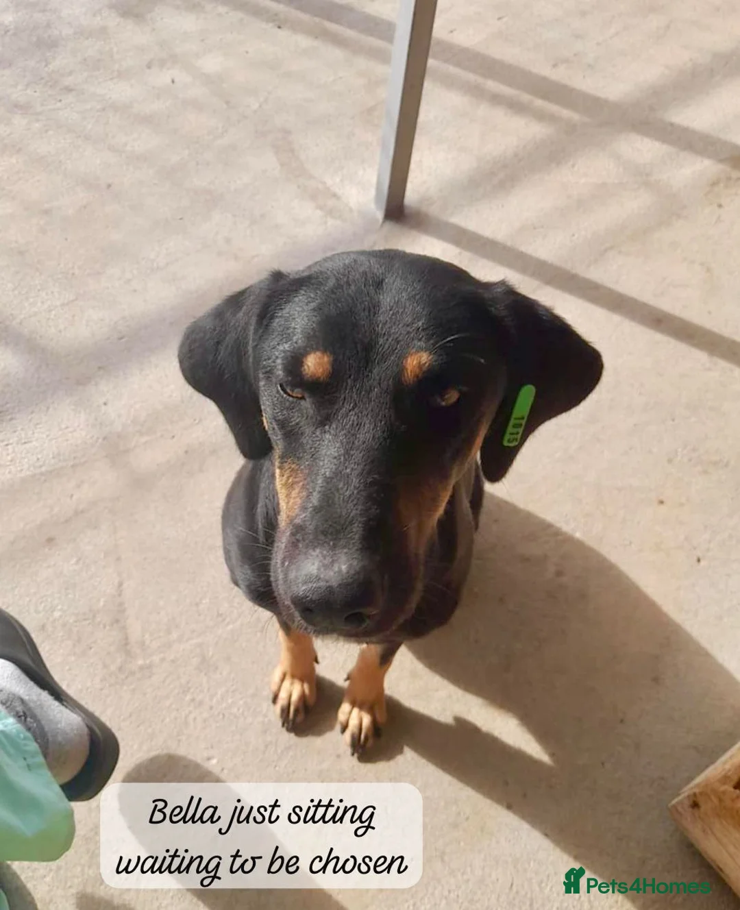 Mixed Breed dogs for adoption: Bella, 2 yrs old. Available for adoption. - Advert 4
