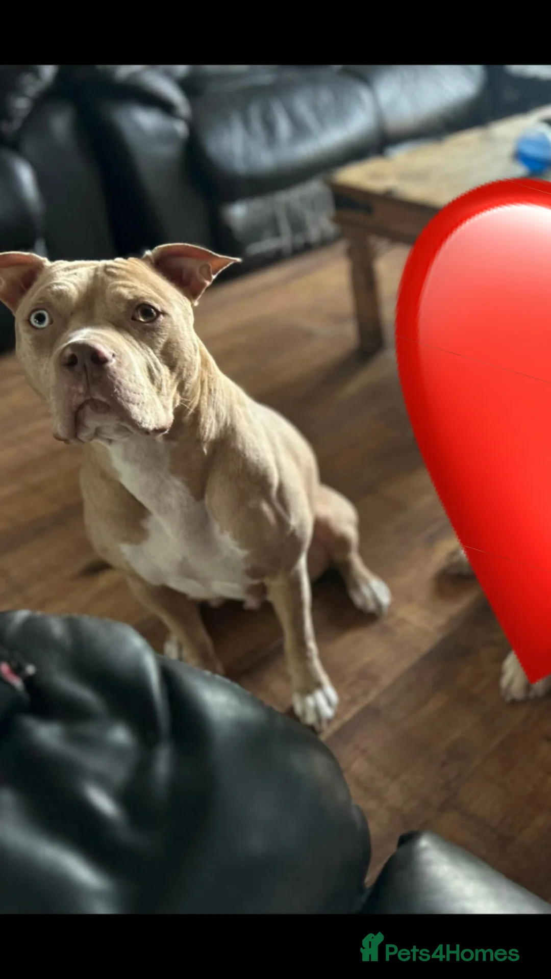 American Bully dogs for sale: luna  in Derby - Advert 2