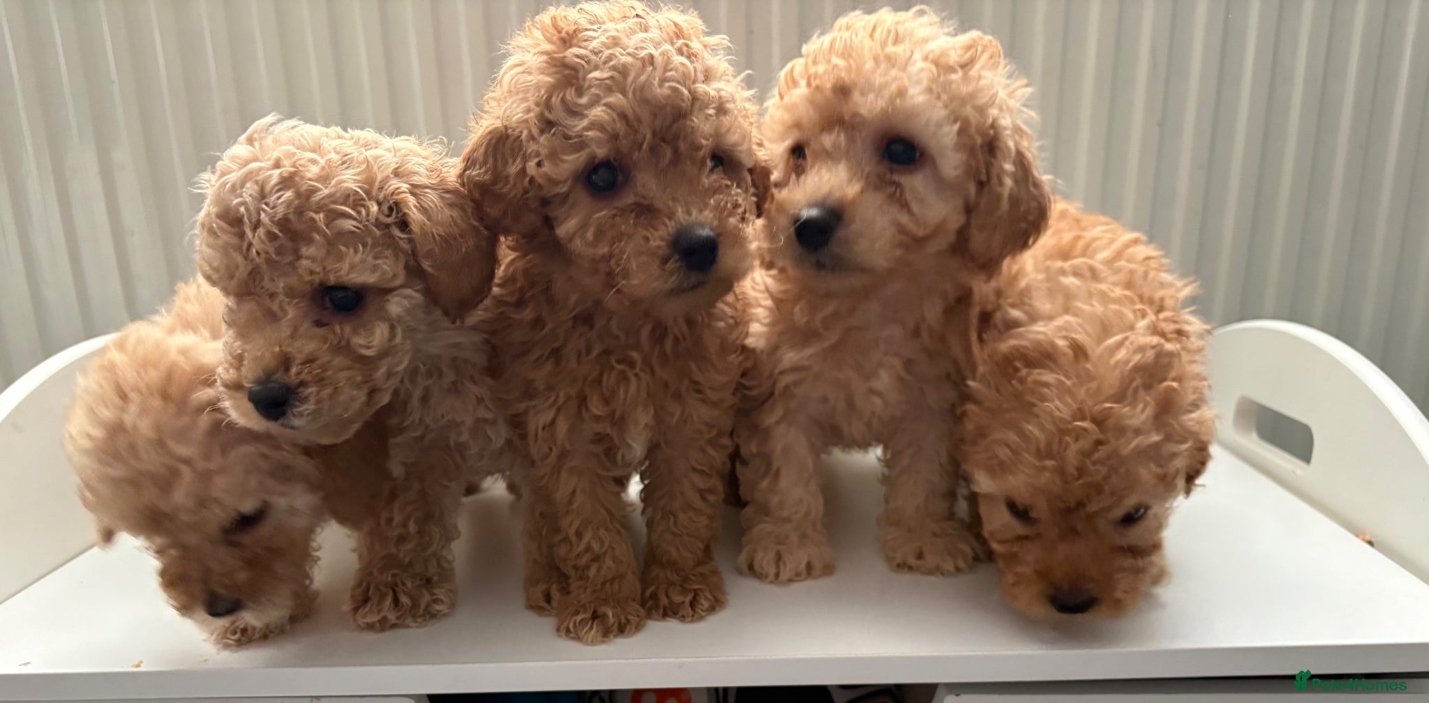 Cavapoo dogs Luxury toyf1b  Cavapoo - Advert 16