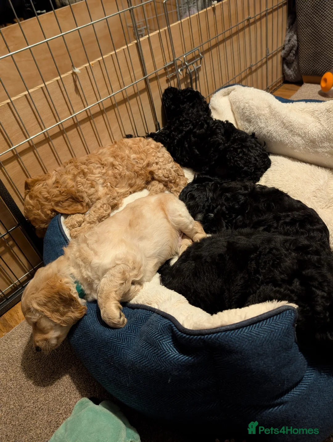 Cockapoo dogs for sale: Cockapoo puppies  - Advert 22