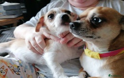 Mixed Breed dogs for sale: Boy puppies  - Image 11