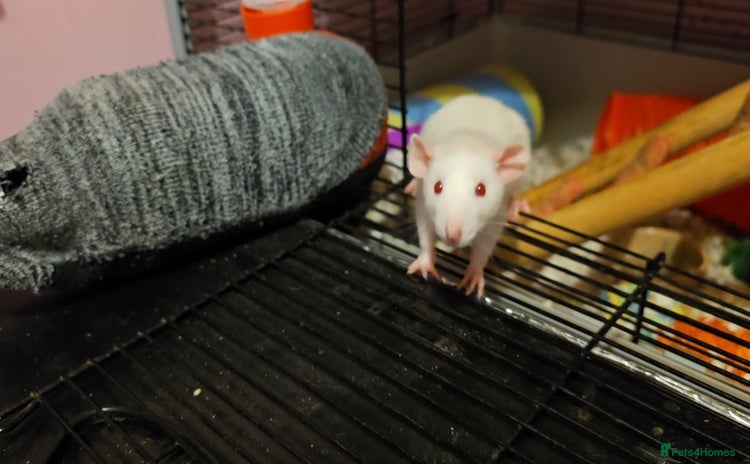 Rat rodents - Advert 3