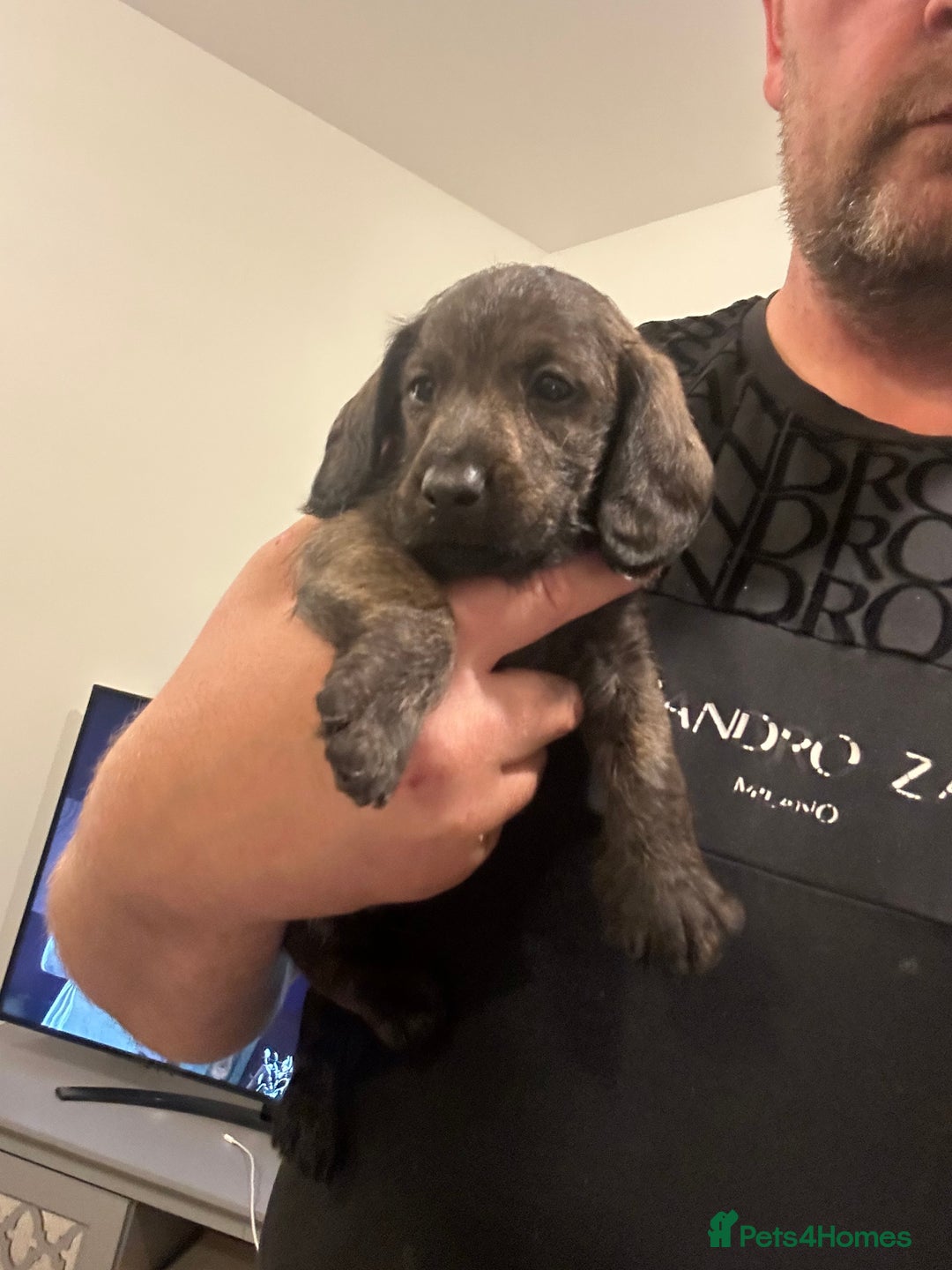 Mixed Breed dogs for sale: Doxiepoo puppys, Dachshund, Poodle - Image 3