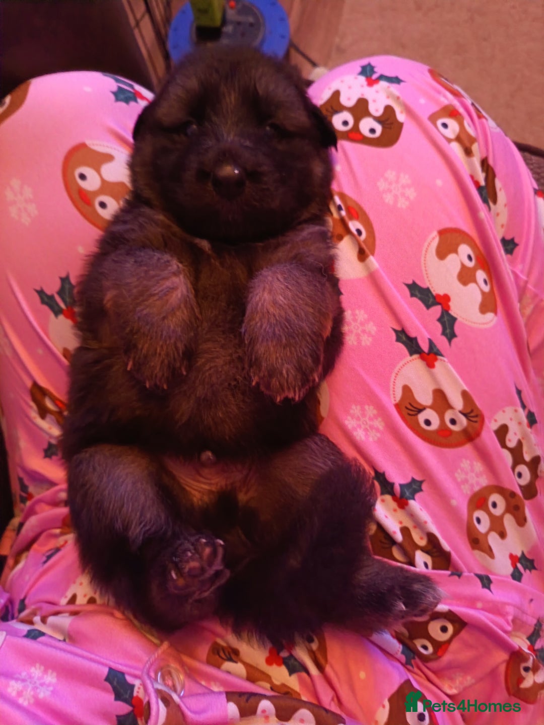 German Shepherd dogs for sale: German Shepherd puppies - Image 14