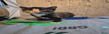 Female 2