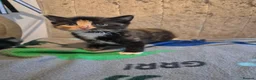 Mixed Breed cats for sale: 🐱❤️ 5 Beautiful fluffy Kittens🐱❤️ - Advert 13