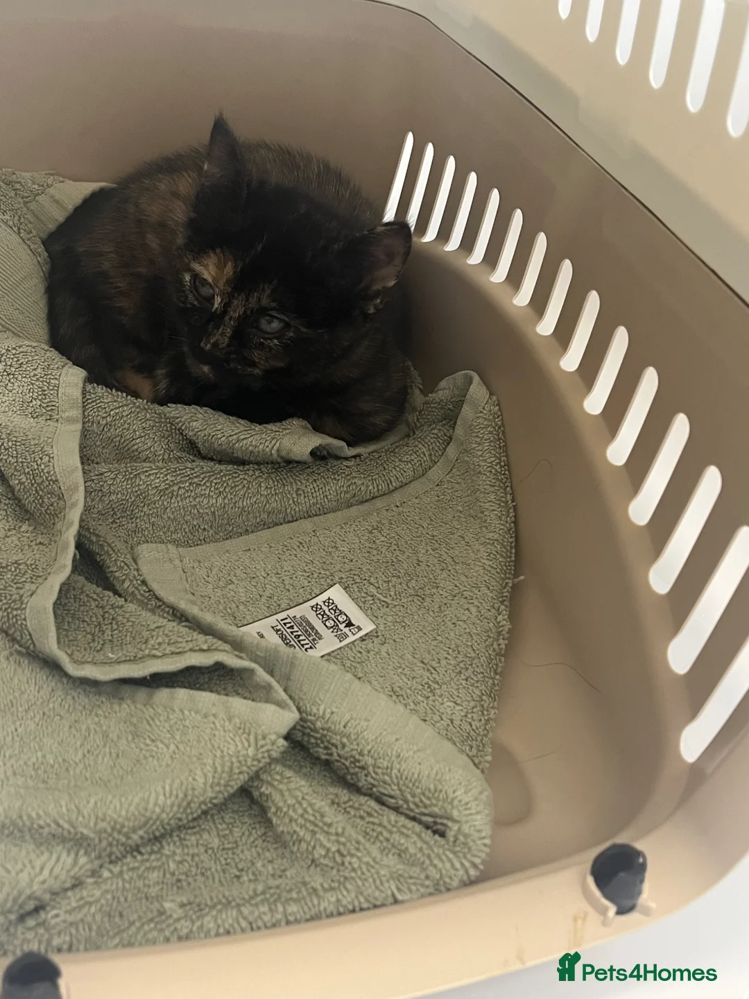 Domestic Shorthair cats for sale: Tortie kitten with beautiful markings  - Advert 2