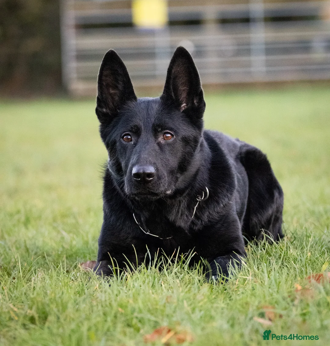 German Shepherd dogs for sale: 6 year old female haper - Advert 8